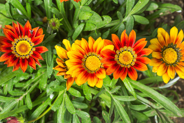 Gazania flowers colored yellow and Red