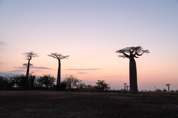 The Avenue of the Baobabs, Madagascar.