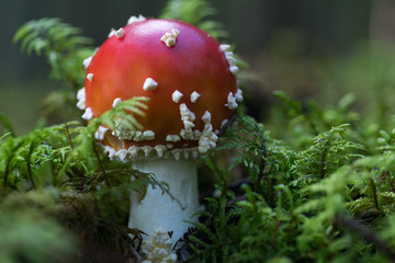 Close up of a Amanita Muscaria mushroom growing in green moss