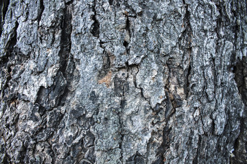 Wood texture background, old wooden panels close up. Grunge retro vintage textured image. Vertical stripes