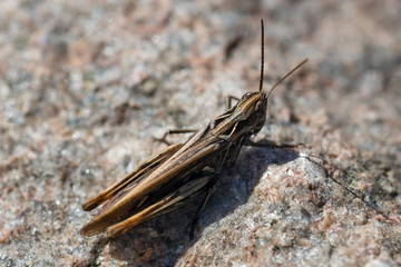 Brown grasshopper
