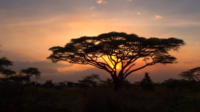 Spectacular Serengeti National Park woodland at dreamy golden light sunset