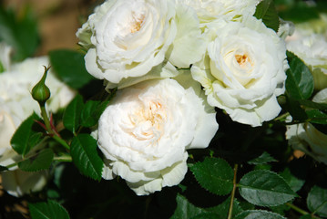 White roses