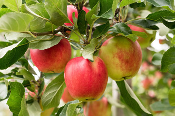 Closeup of mature red apples hanging in the tree.