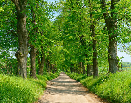 Lindenalle im Fr&uuml;hjahr