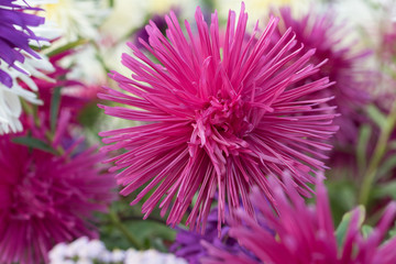 Closeup of purple Aster flower with a lot of other flowers soft in background.