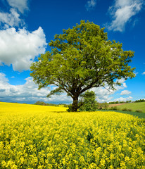 Mighty Oak Tree in Field of Rapeseed under Blue Sky with Clouds, Spring Landscape