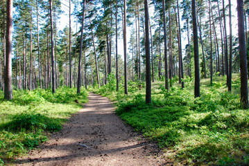 Footpath in a bright forest