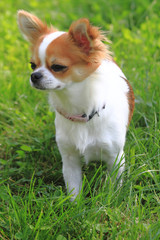 small chihuahua in the grass
