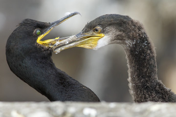 European Shag, adult and young, Farne Islands, United Kingdom