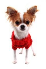 small chihuahua Sofia in red clothes