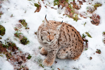 Wild European Lynx sitting in snow in a forest in Sweden.