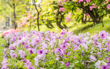 Obraz na płótnie Canvas Landscape of beautiful purple petunia in park.