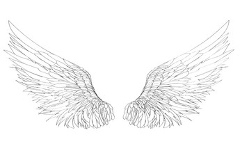 Wings. Vector illustration on white background. Black and white