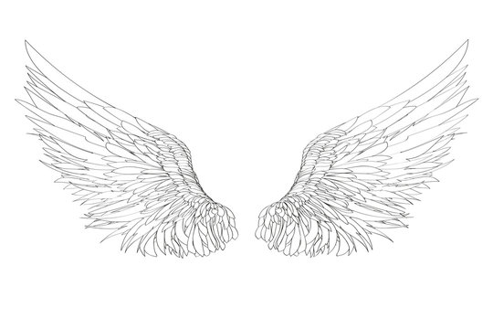 Wings. Vector illustration on white background. Black and white