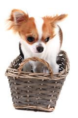 small chihuahua in the basket