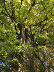 ginkgo, yellow, leaves, autumn, leaf, tree, red, japan, background, nature, snow, blue, trees, university, natural, season, space, big, forest, maidenhair, golden, biloba, YOYOGI, JAPAN