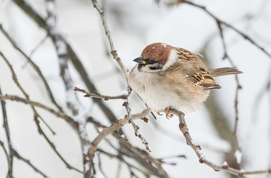 Eurasian Tree Sparrow (Passer montanus) on a branch covered with snow, alone in winter day in snowy forest. 