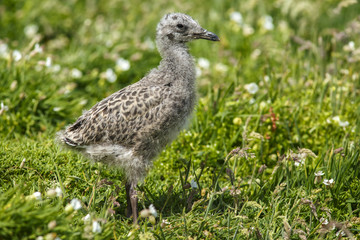 European Herring Gull, chick, Isle of May, Scotland, United Kingdom