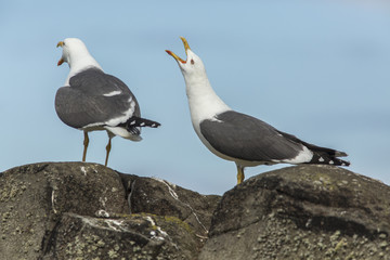 Lesser Black-Backed Gull, adult, May Island, United Kingdom.