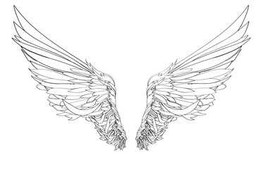 Wings. Vector illustration on white background. Black and white