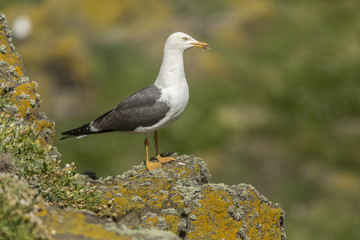 Lesser Black-Backed Gull, adult, May Island, United Kingdom.