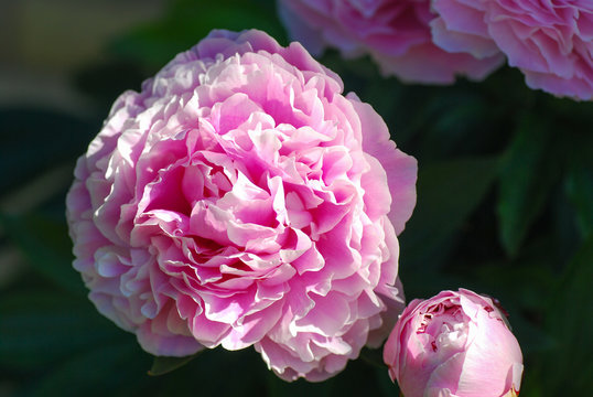 Blossom piony flower