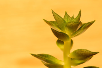 Obraz na płótnie Canvas plant cactus leaves close-up