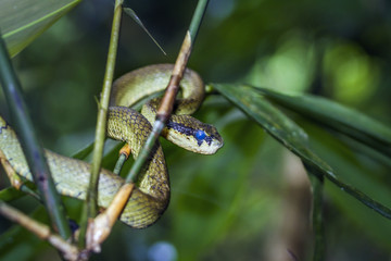 Sri Lankan pit viper in Sinharaja forest resreve, Sri Lanka