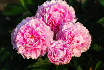 Group of blossom pionies