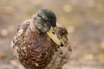 Female Duck