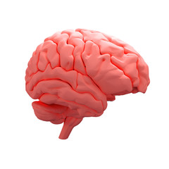 red human brain