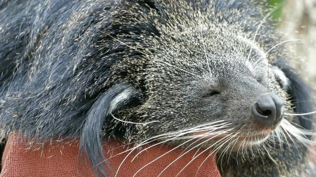 Binturong (Arctictis binturong), also known as the bearcat.