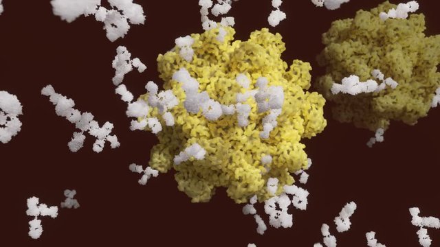 Antik&ouml;rper binden an ein Virus (ein Norovirus).