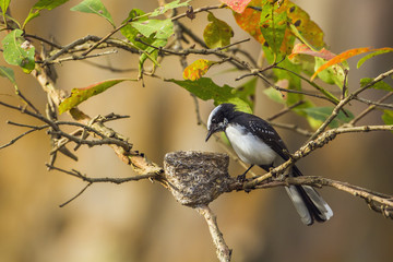 White-browed fantail flycatcher in Uda walawe national park, Sri