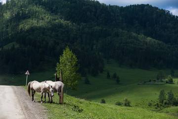 horses graze beside the road and forest and mountains