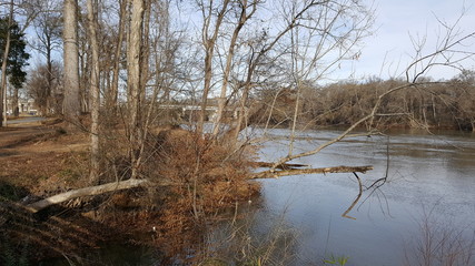 Tree leaning over river after storm
