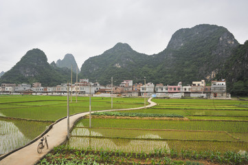 Rice Fields in China
