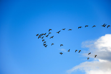Migrating geese