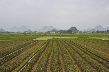 Rice Fields in China