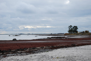 Bladderwrack at coast