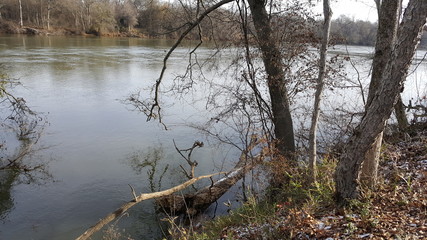 Trees in the river