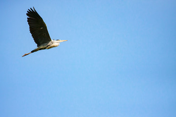 great gray heron in flight