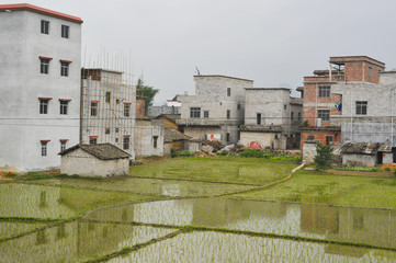 Rice Fields in China