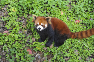 Red Panda