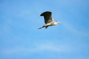 Great Grey Heron (ardea cinerea) during flight in sky