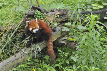 Red Panda