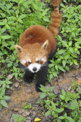 Red Panda
