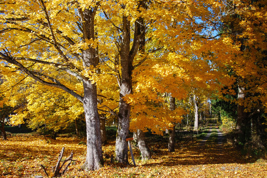 Shiny maple tree