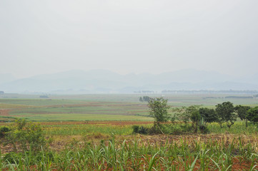 Sugar cane Fields in China